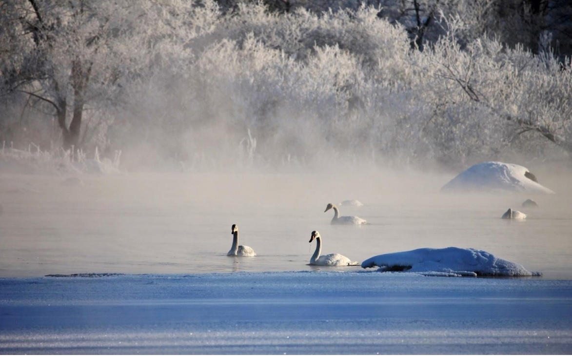 В Мурманской области на зимовку остались лебеди
