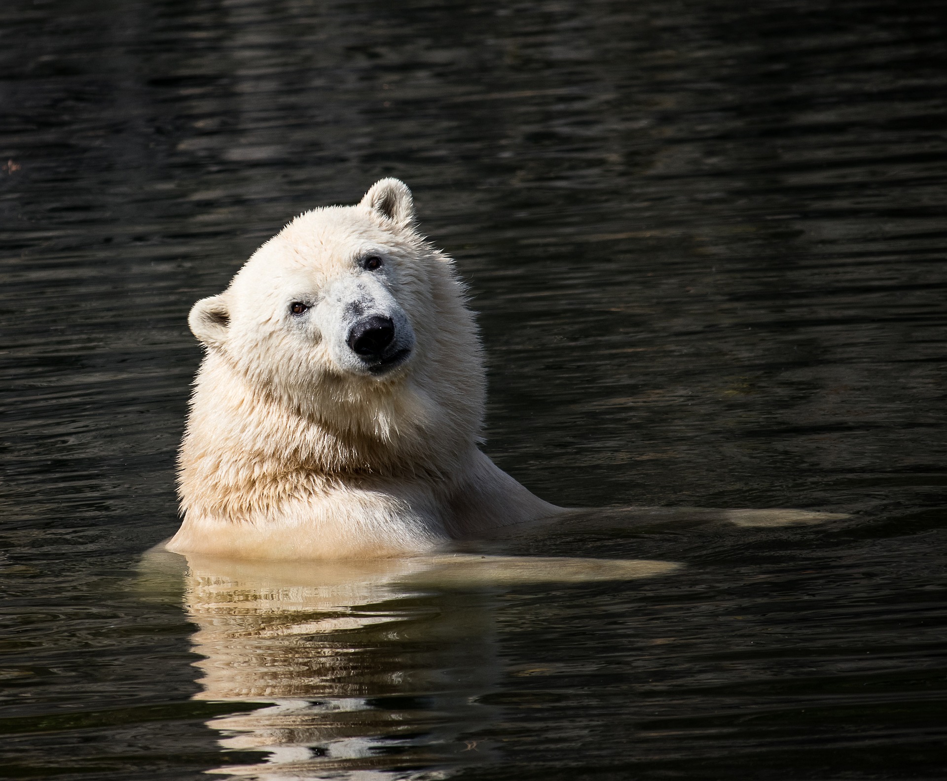 АРКТИКА СЕГОДНЯ: северный бизнес, арктическая наука и медвежье нашествие