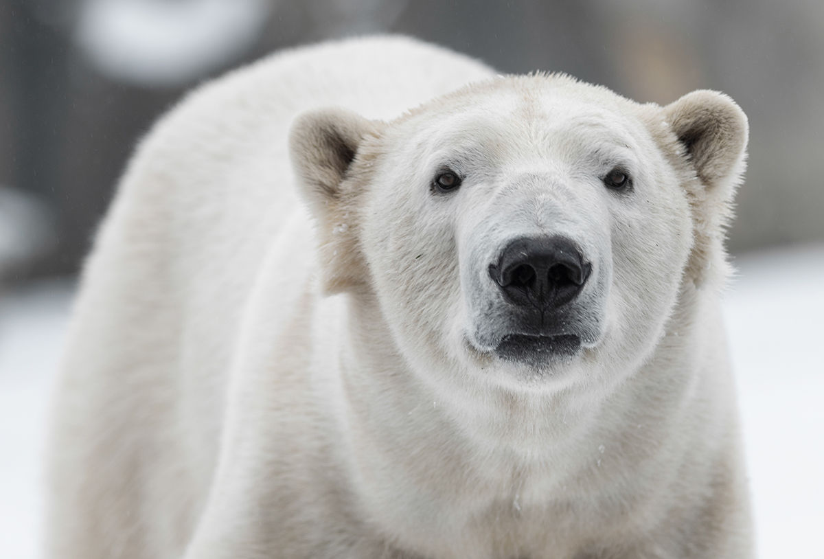 Заповедник «Медвежьи острова» на севере Якутии может стать одной из центральных площадок по изучению белых медведей