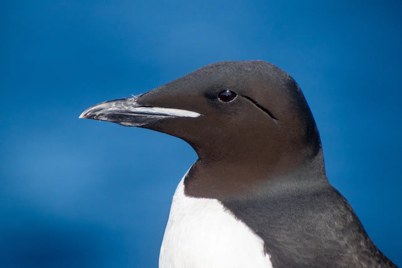 Суперсила арктических птиц