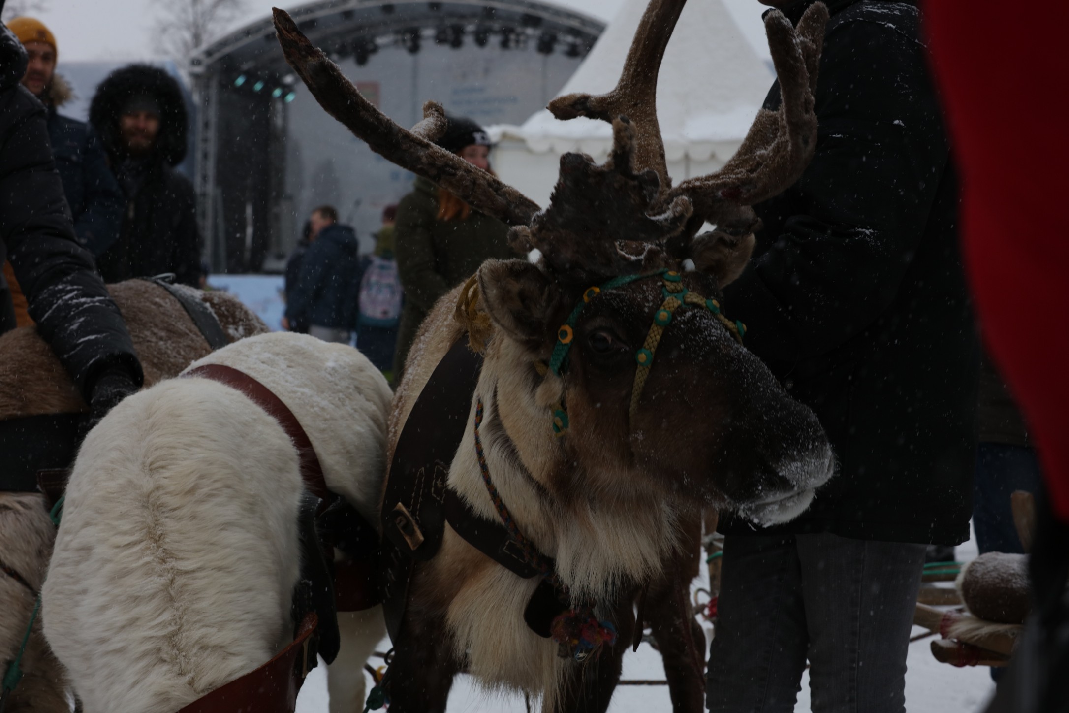 Арктические выходные в Твери: фестиваль «Добро пожаловать в Арктику» прошел с аншлагом 