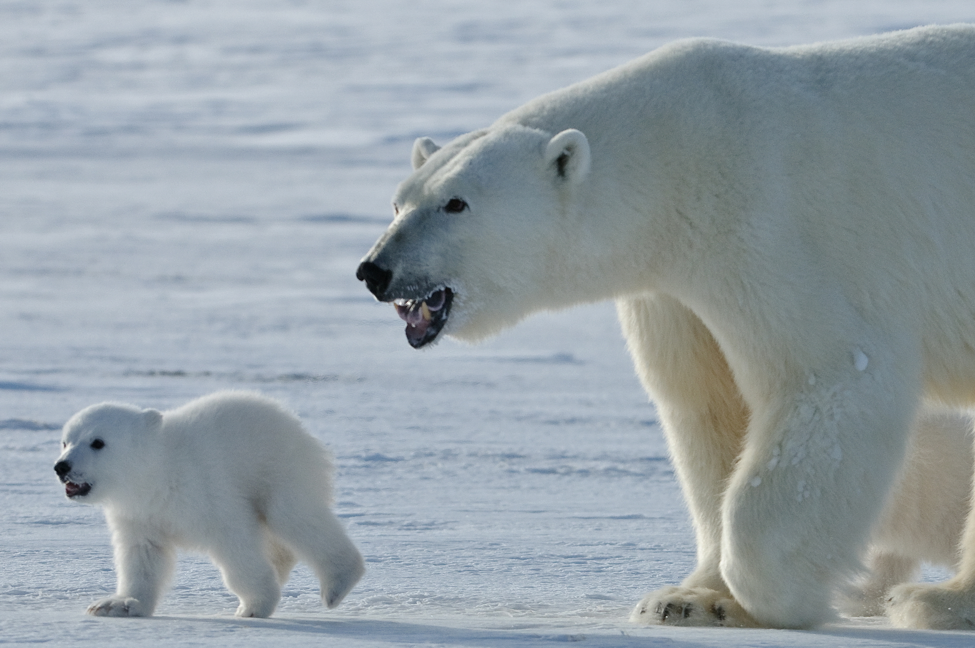 Белых медведей из Сеяхинской тундры переместят на новое место