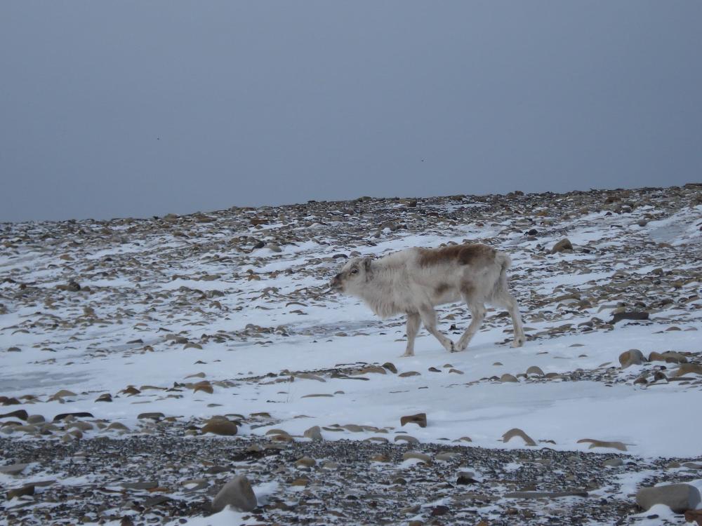 Славянская мифология от северных лесов до Шпицбергена – часть первая