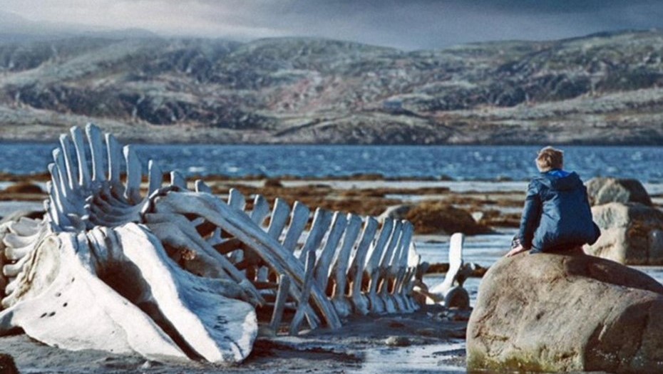 Скелет кита из «Левиафана» установят в Териберке