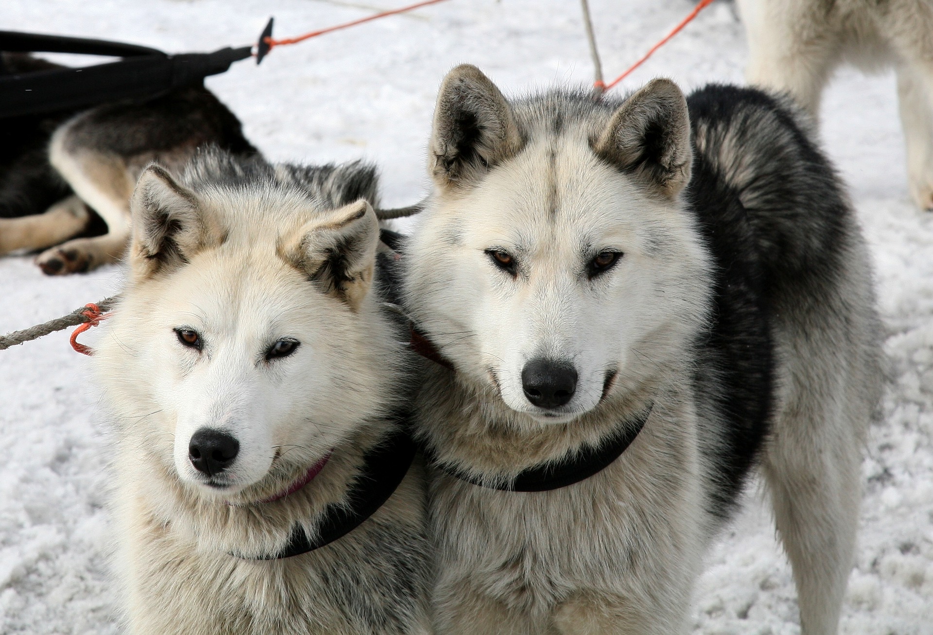 Экспедиция на собачьих упряжках стартовала в Архангельске