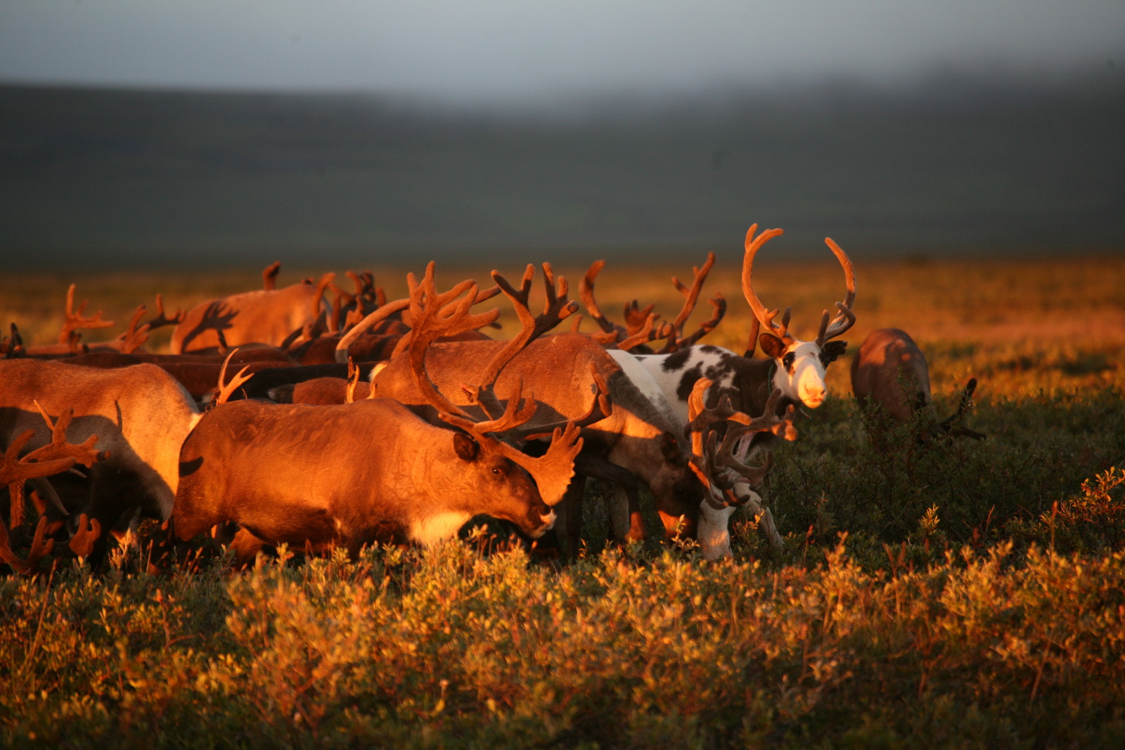 Чукотскую оленину признали социально значимым продуктом