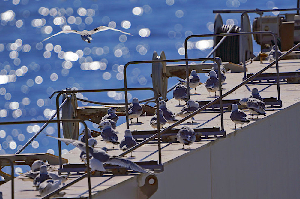 Ученые изучили популяции птиц и млекопитающих на участке СМП Дудинка – Мурманск и то, как воздействует на них судоходство 