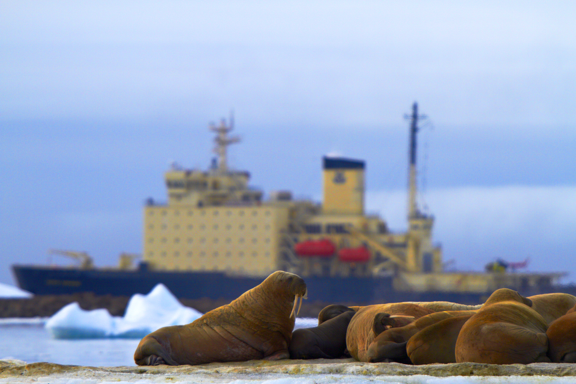Десять арктических экспедиций проведено в навигацию 2023 года тремя исследовательскими судами