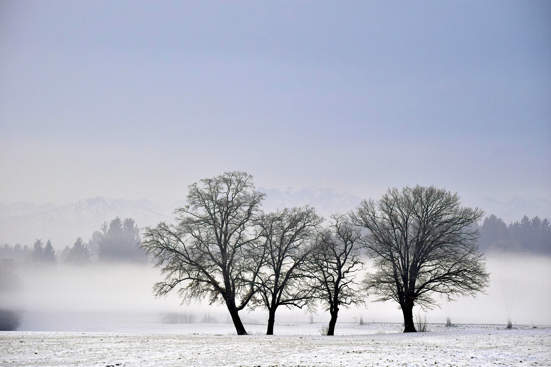 Дерево зима туман