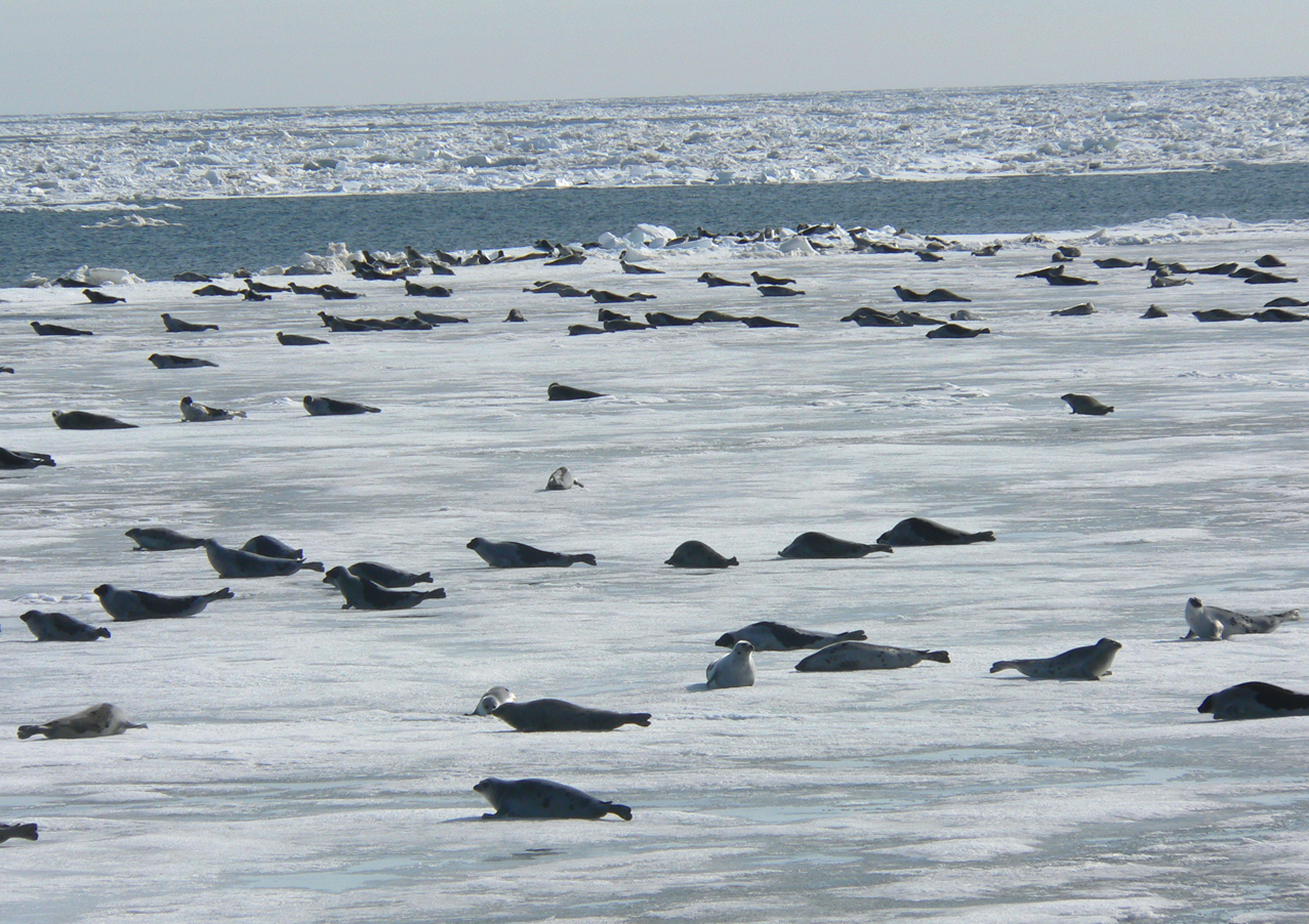Жизнь Карского моря: ластоногие и киты. Часть II