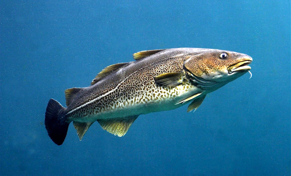 В 61% рыбы, выловленной в Баренцевом море у побережья Мурманской области, найдены частицы микропластика В 61% рыбы, выловленной в Баренцевом море у побережья Мурманской области, найдены частицы микропластика