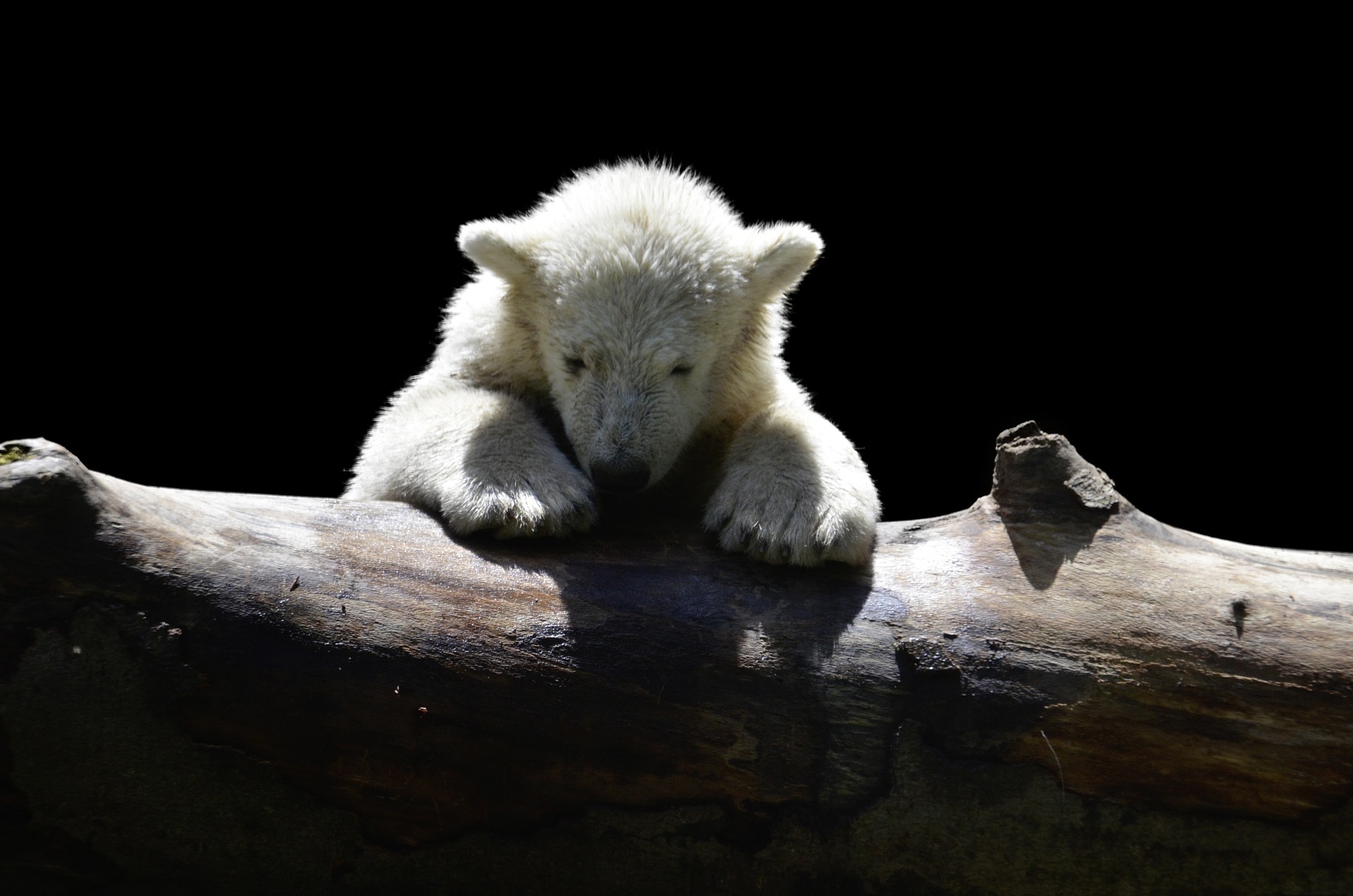 Российско-американская конференция по белому медведю стартовала в Эгвекиноте