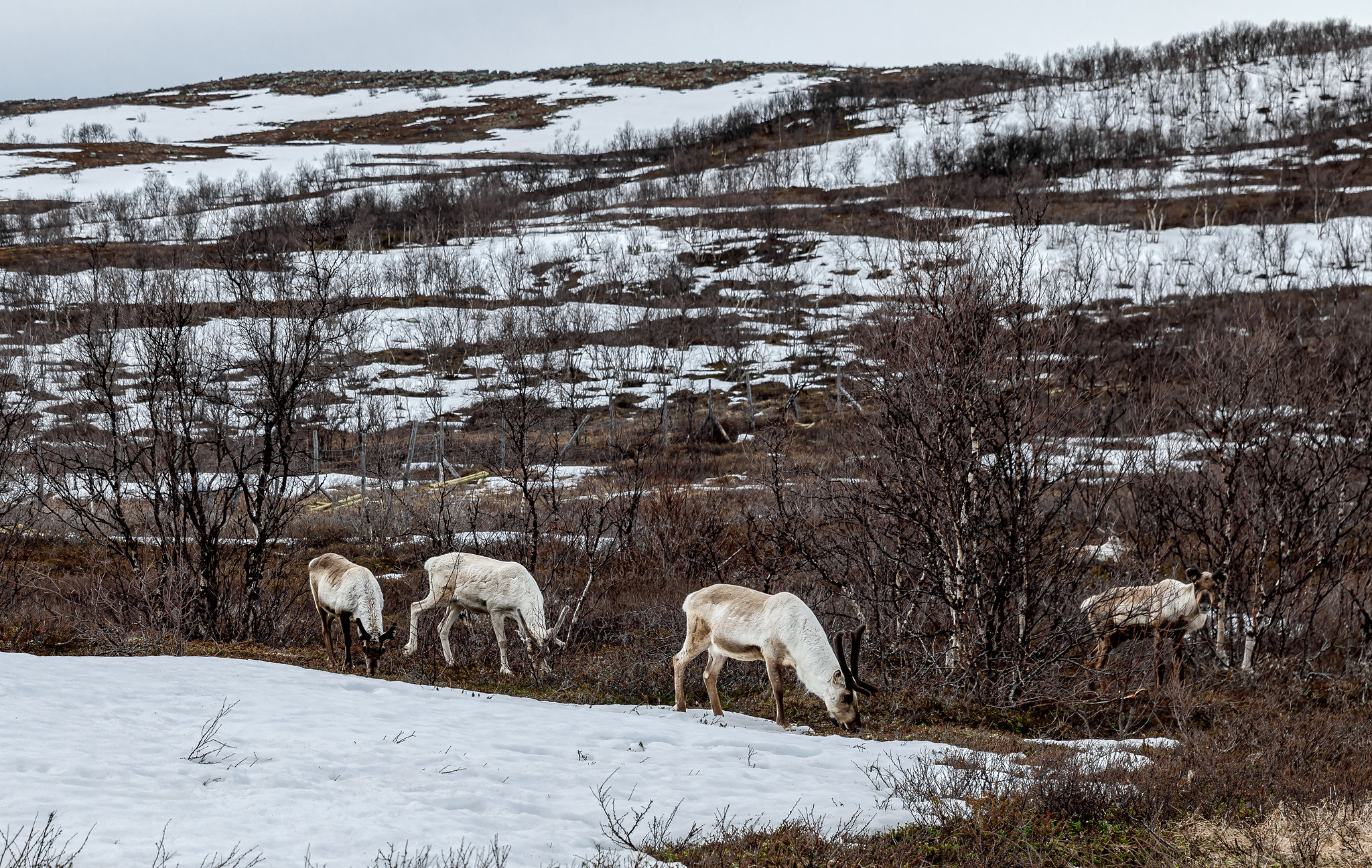 Потепление климата разрушает торфяные бугры в Лапландии