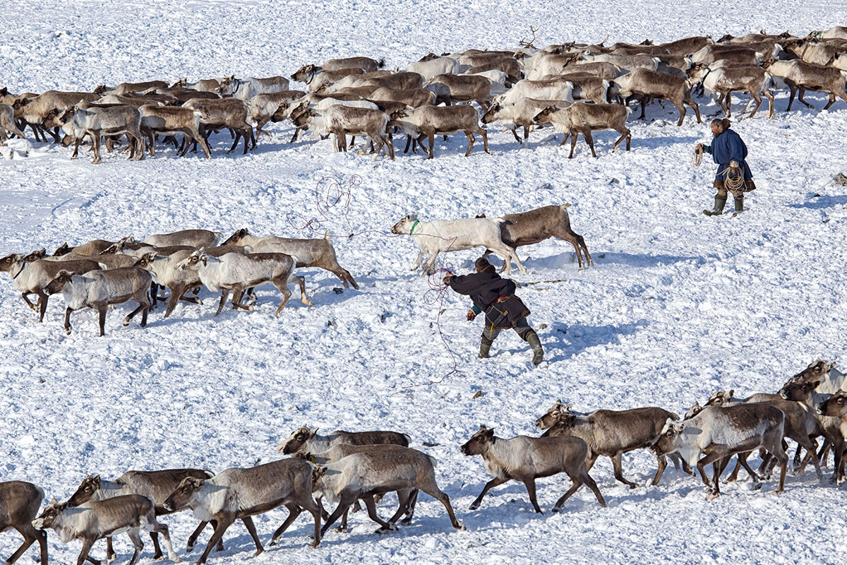 В Якутии провели День оленевода и отметили увеличение поголовья оленей на 14,7 тыс. с 2020 года, когда был учрежден этот праздник
