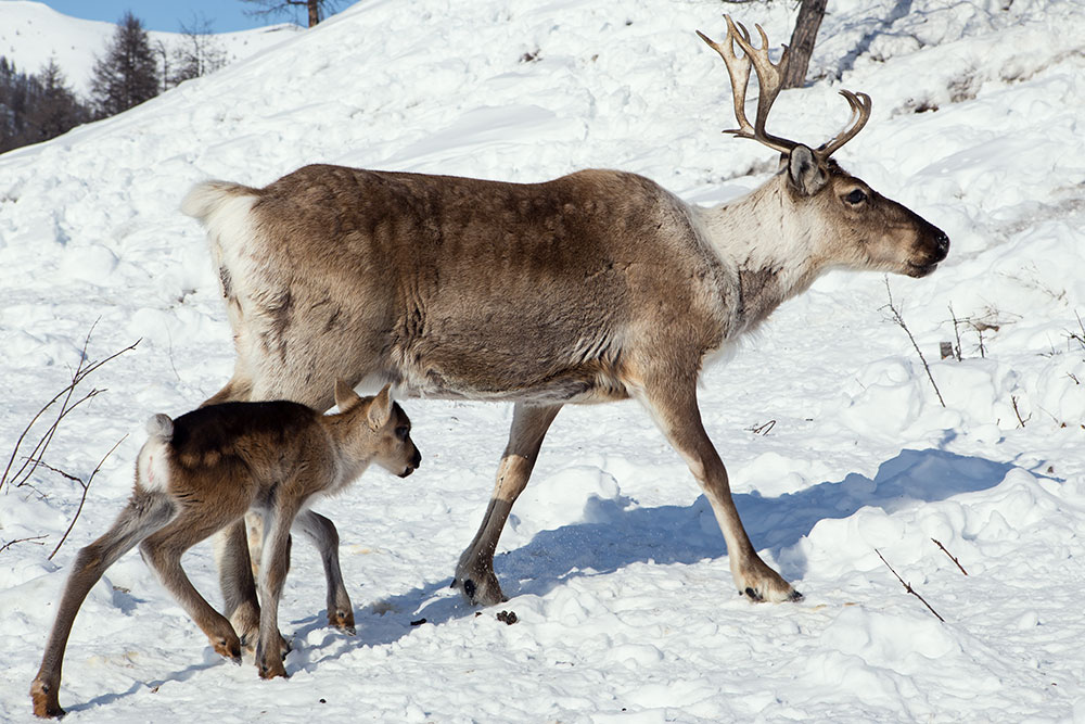 ПОРА предлагает внести защиту дикого северного оленя в состав нацпроекта «Сохранение биологического разнообразия»