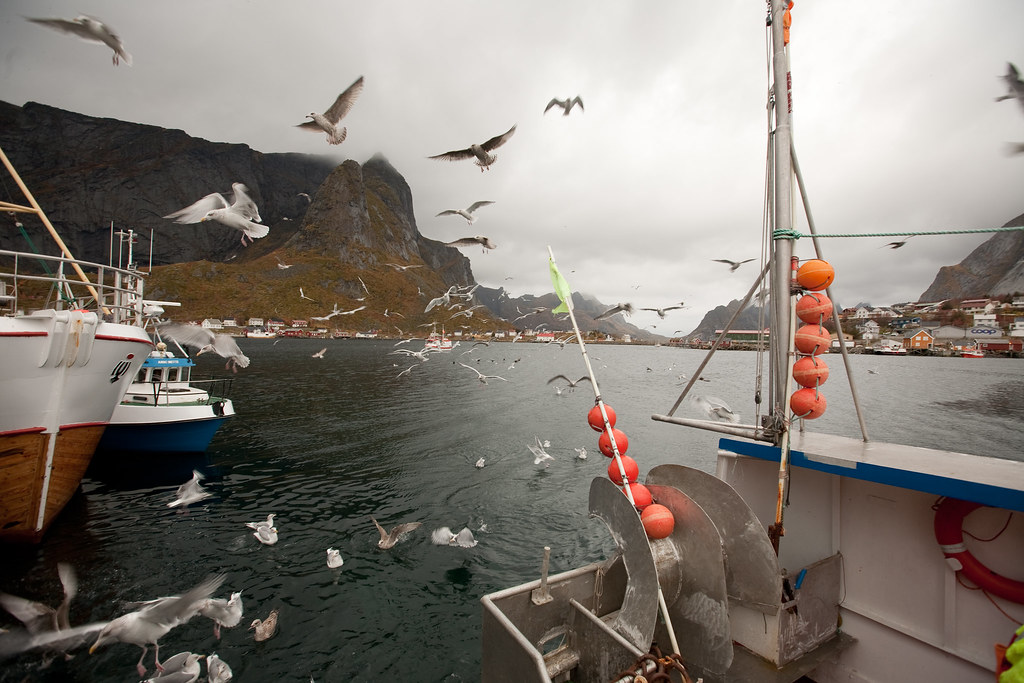 «Арктическая тресковая война»: ЕС и Норвегия поссорились из-за промысла трески