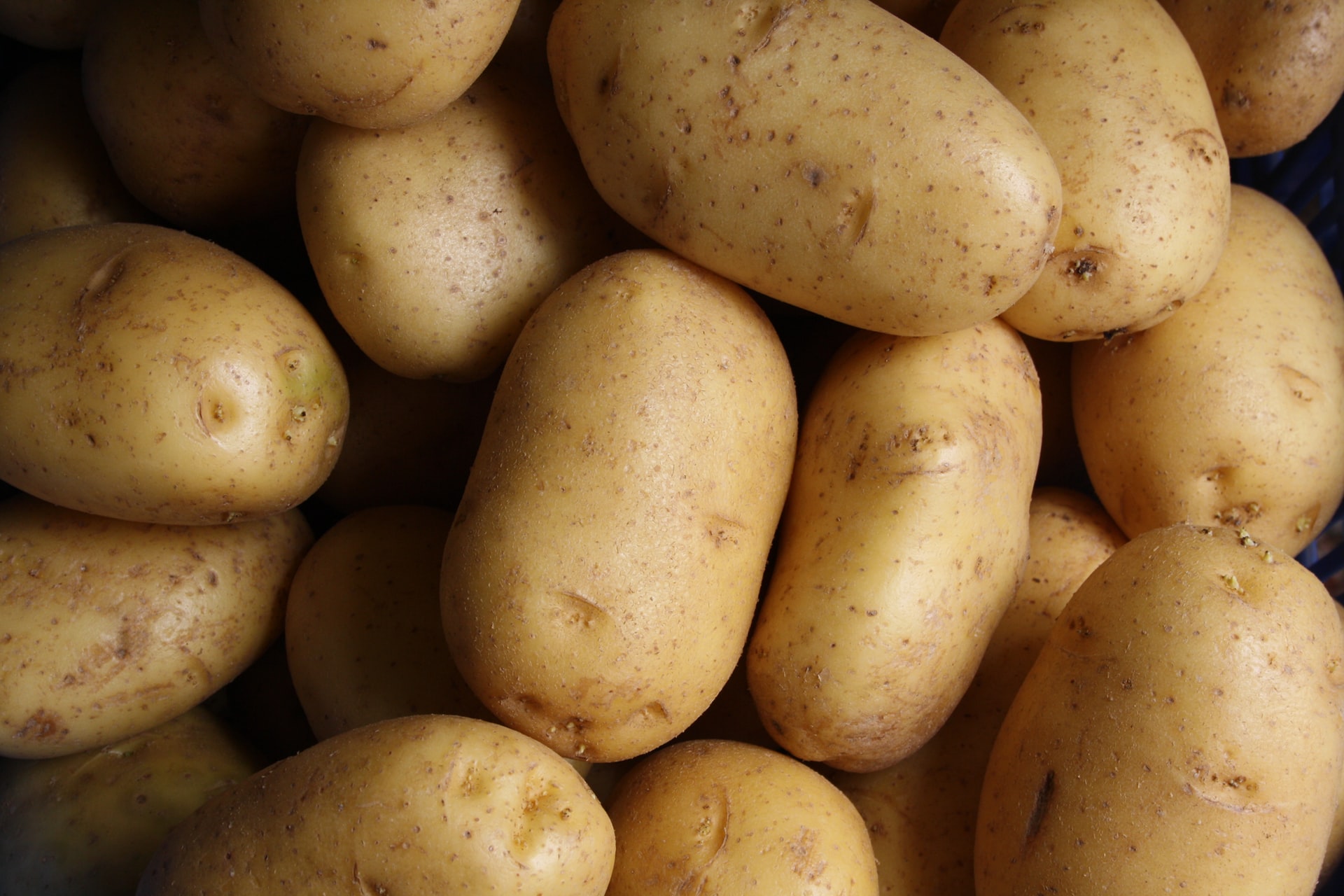 Скоро огороды: на Кольском Севере ученые обновляют базу картофельных семян