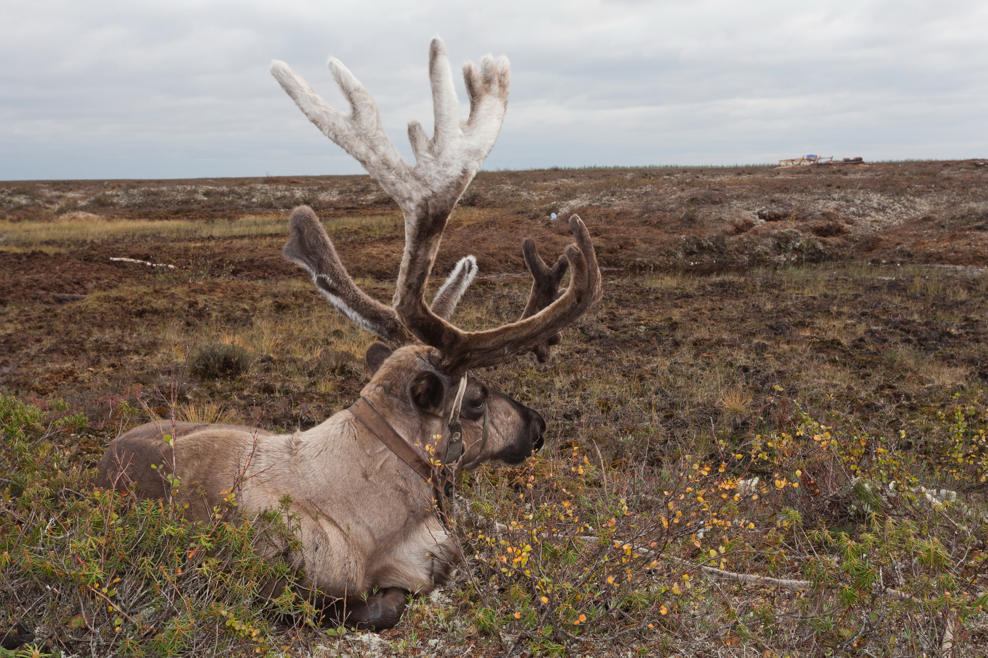 Объединенные Арабские Эмираты открыли свой рынок для северной оленины из России