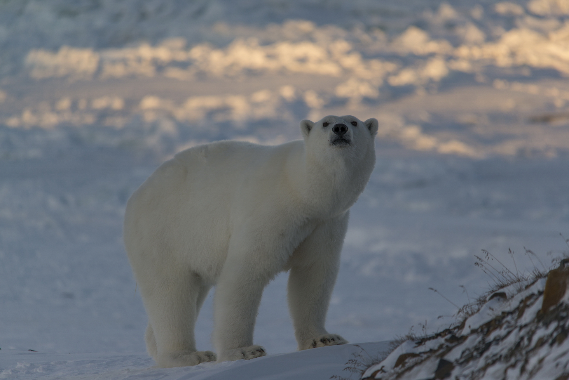 Арктика за неделю: важнейшие темы арктической повестки с 19 по 23 сентября