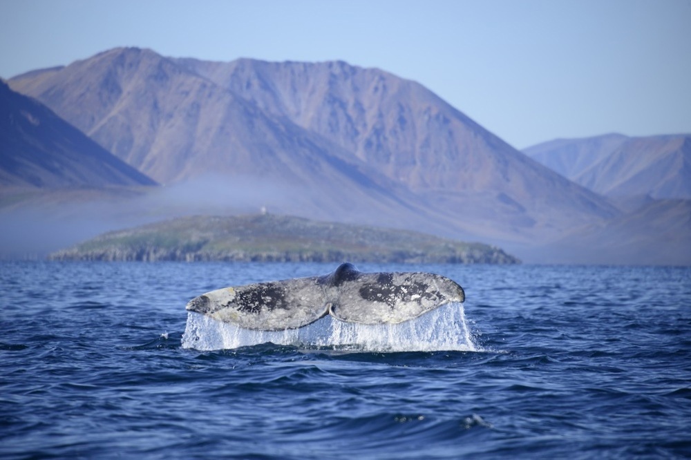 Учёным стало ясно, почему чукотские киты становятся невкусными