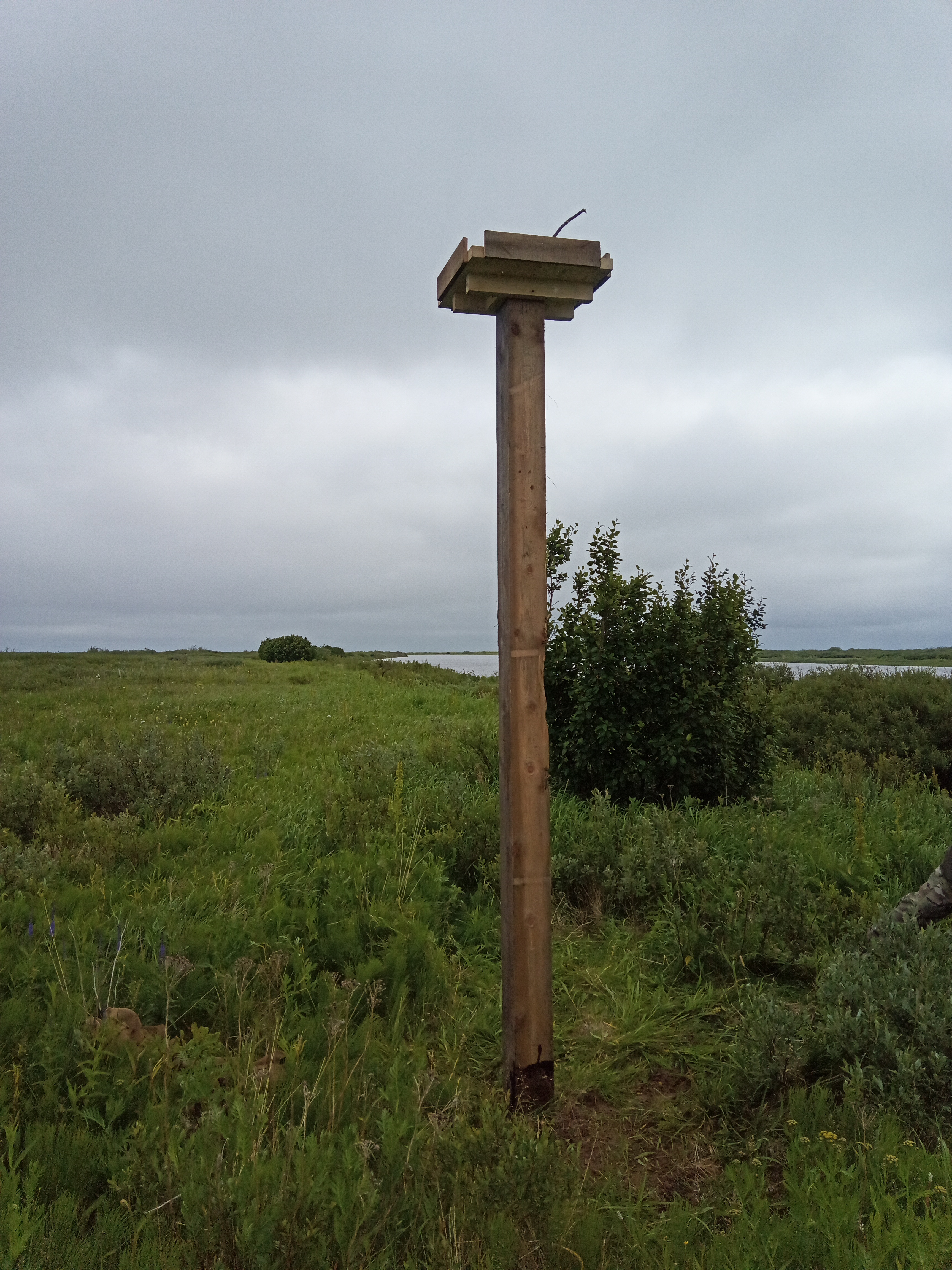 В НАО установили искусственные гнезда для орланов-белохвостов