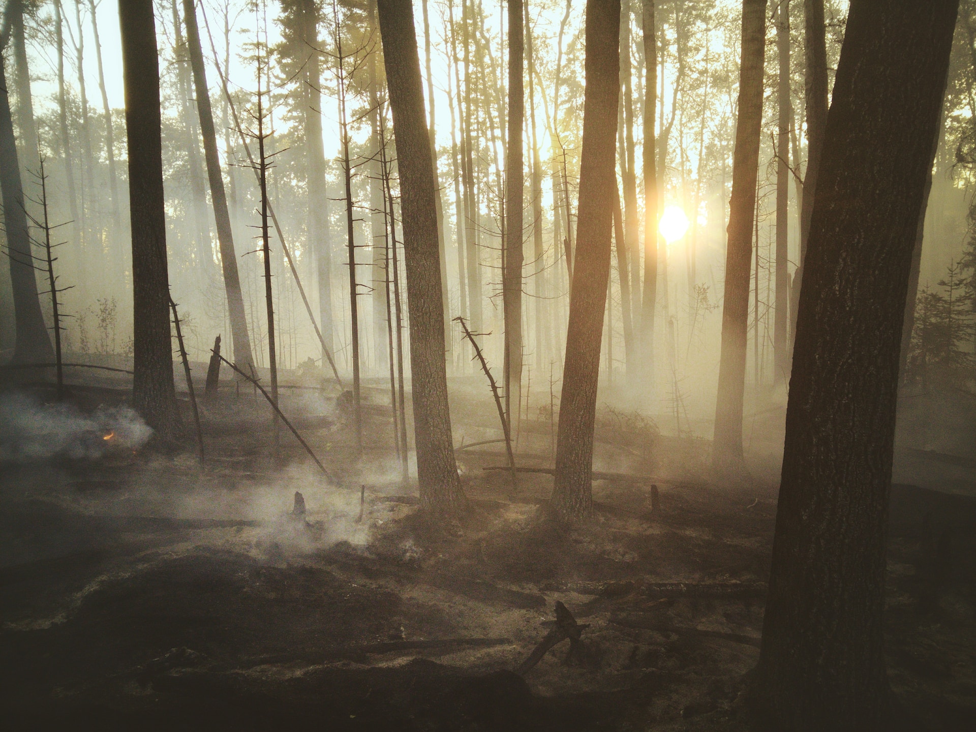 Аляска готовится к сезону разрушительных лесных пожаров