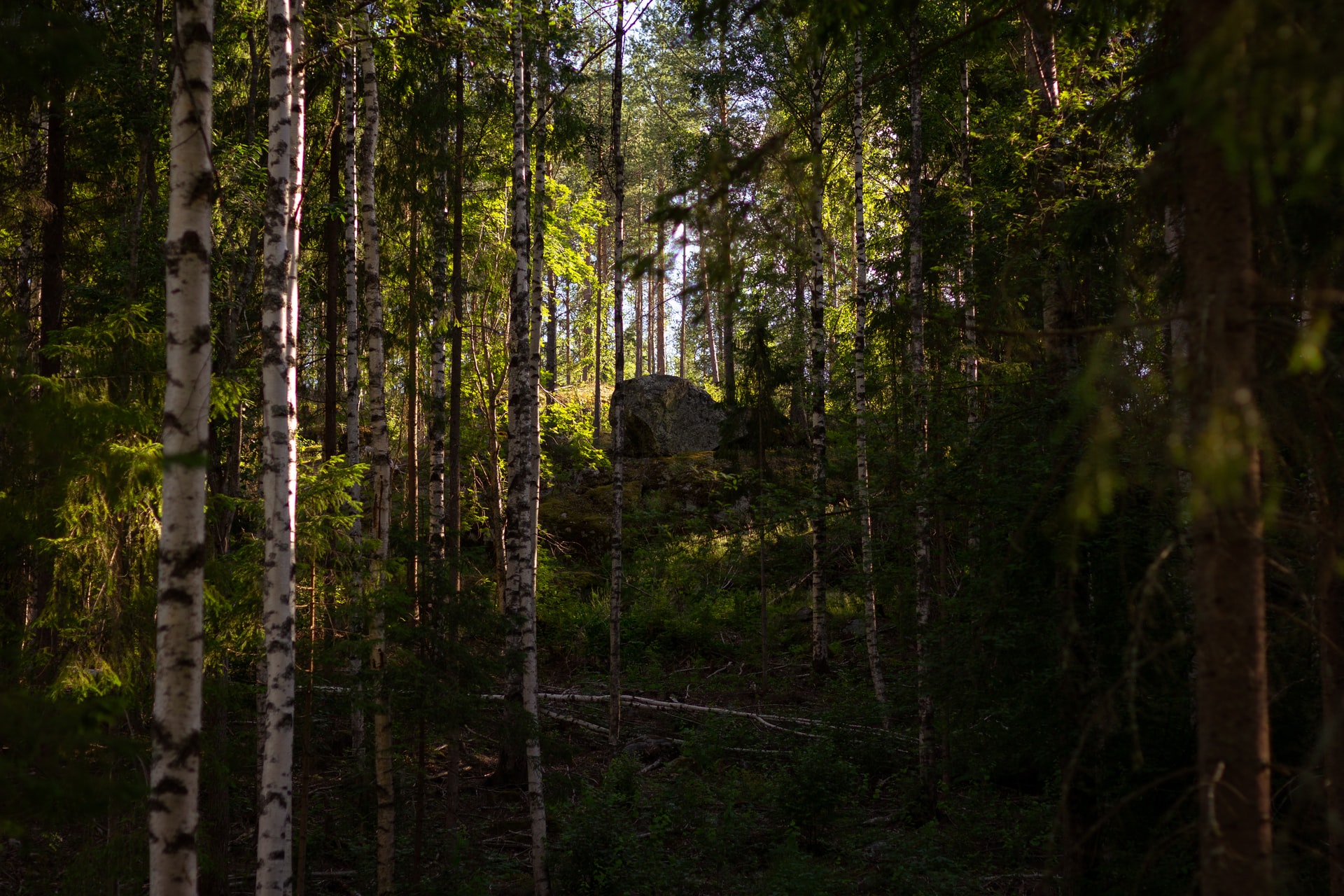 В северной Финляндии нашли жвачку возрастом в 5-7 тысяч лет