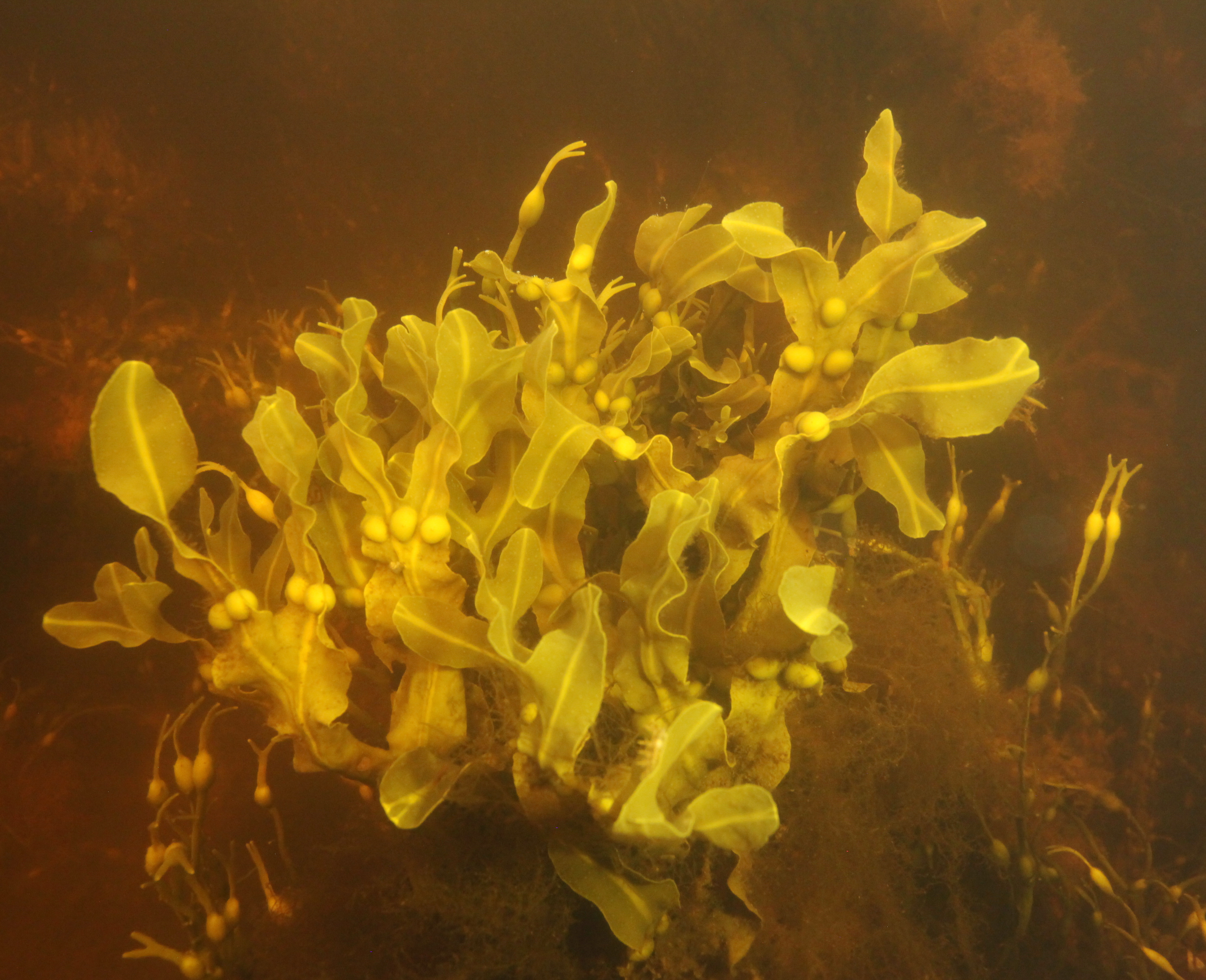 Морские водоросли: невостребованное богатство