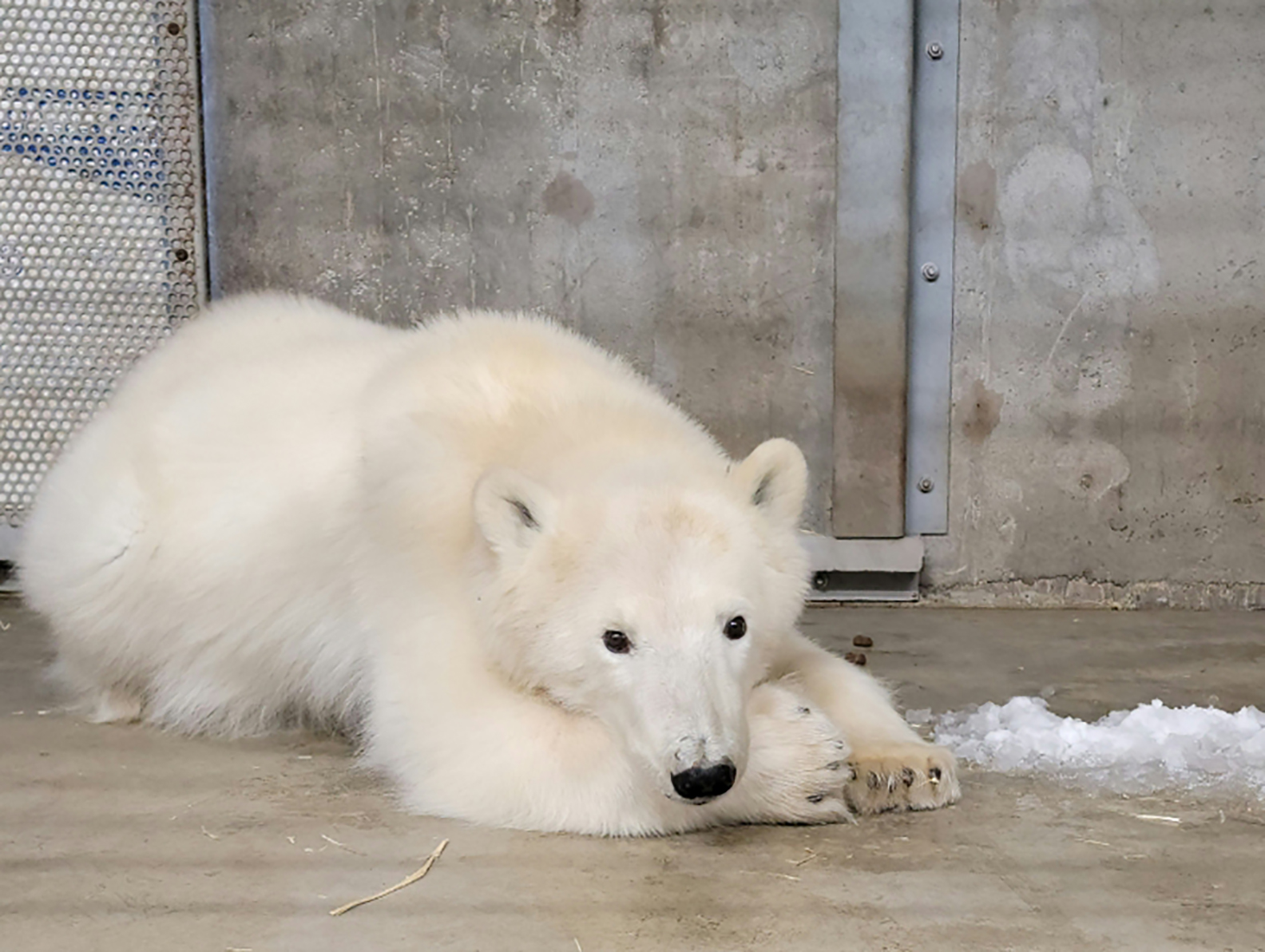 Белого медвежонка-дистрофика спасли на Аляске