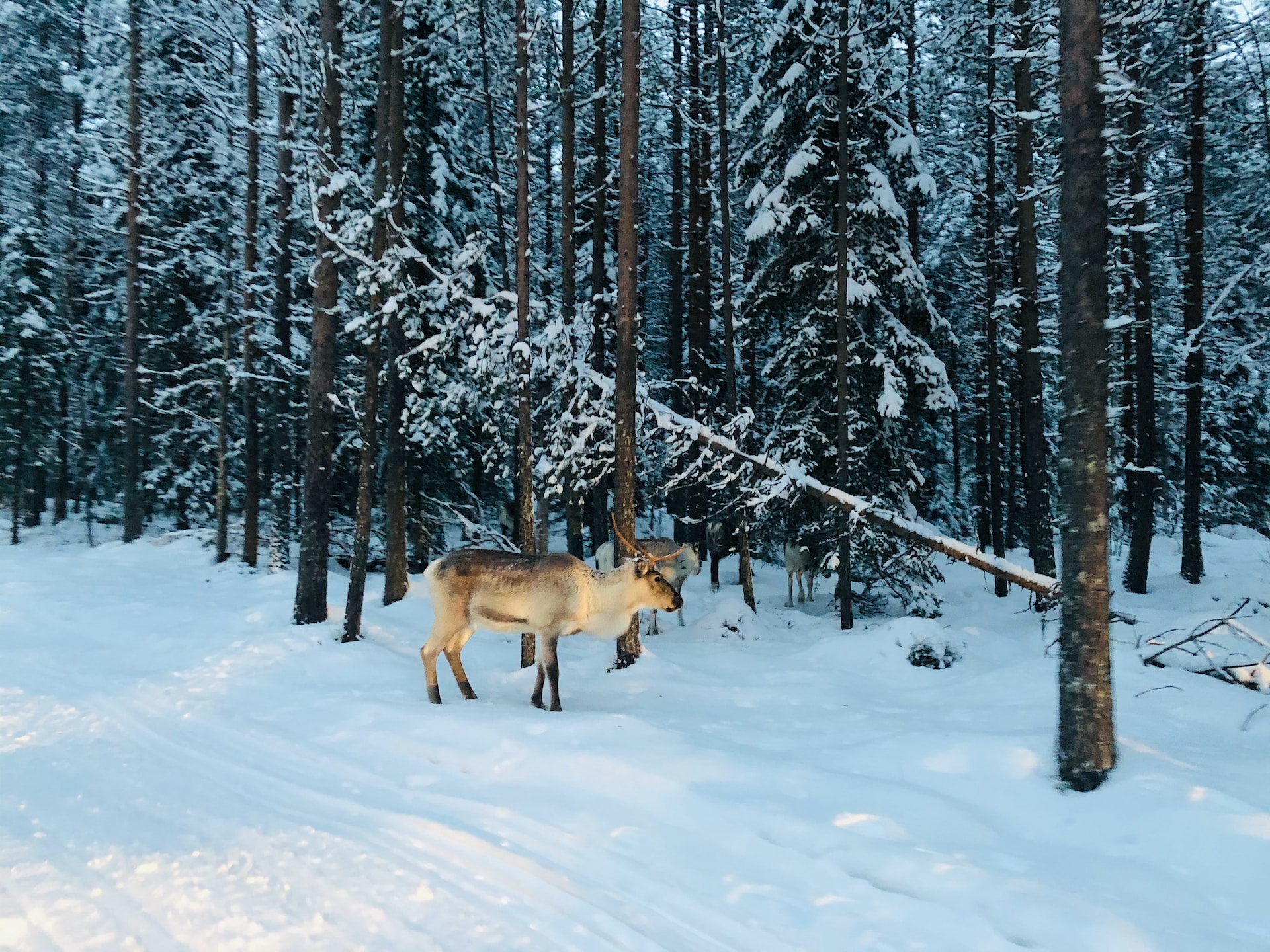 На севере Финляндии идёт восстановление популяции лесных оленей