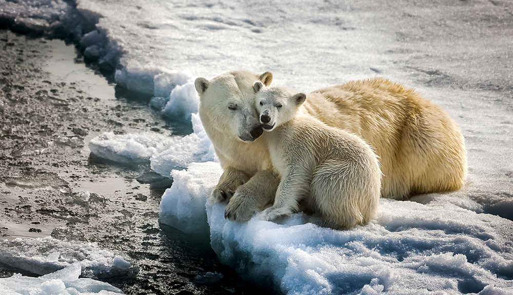 На три года продлен проект мониторинга белых медведей; Баренцево море обследовано, в планах – Карское