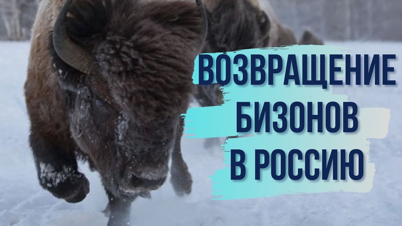 Как бизоны сохраняют мерзлоту в Якутии