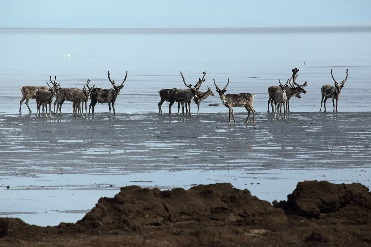 Как промышленное освоение Таймырского полуострова влияет на таймырскую популяцию дикого северного оленя