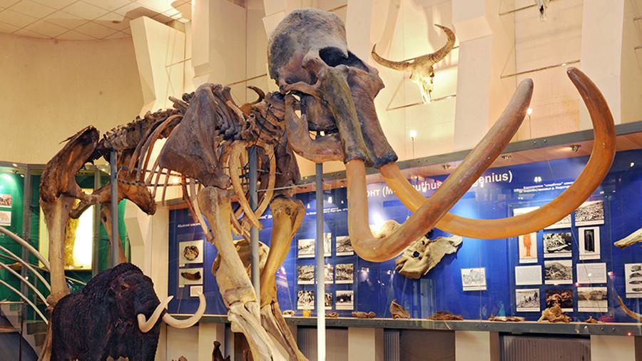 Палеонтологическая лаборатория заработает в Якутии в этом году