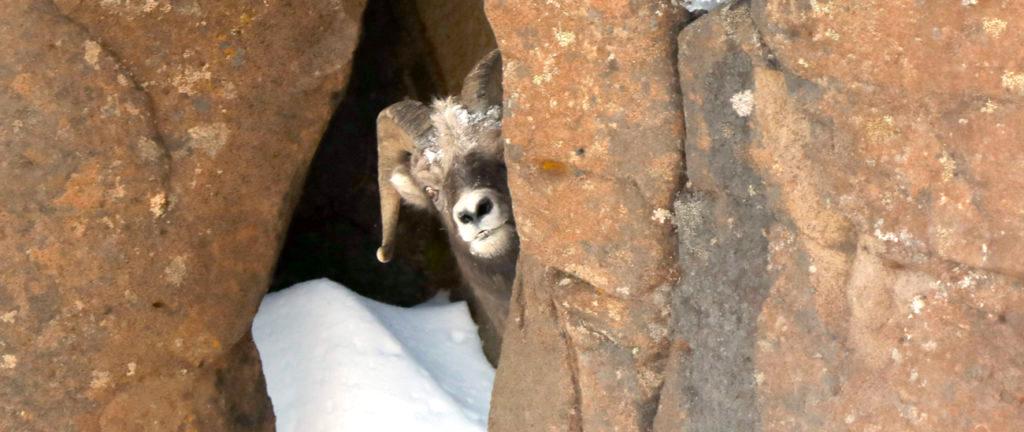 Чем занимаются научные сотрудники в трех заповедниках – «Таймырском», «Путоранском» и «Большом Арктическом»?
