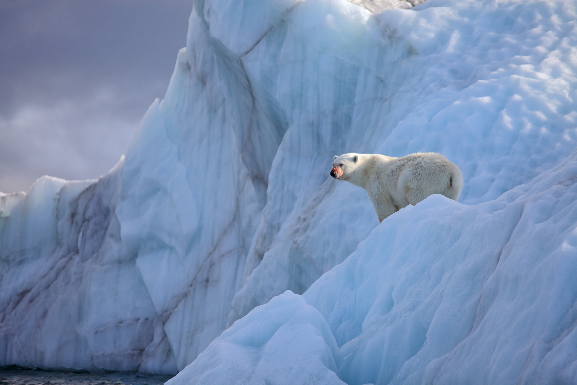 В Арктике планируются исследования белого медведя, дикого северного оленя, краснокнижных видов рыб и редких видов птиц
