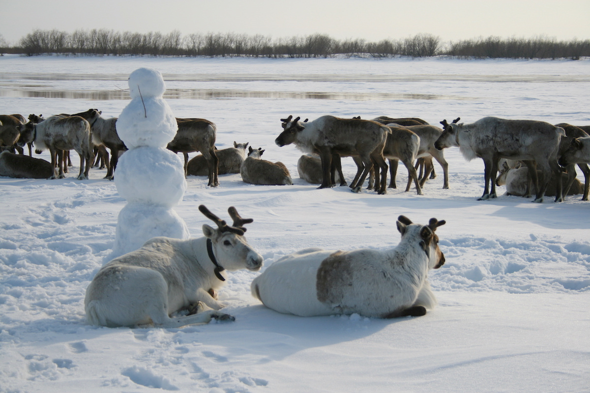 Новости «из тундры»: в Якутии подвели итоги 2025 года в оленеводстве, без которого невозможно представить жизнь коренных северных этносов