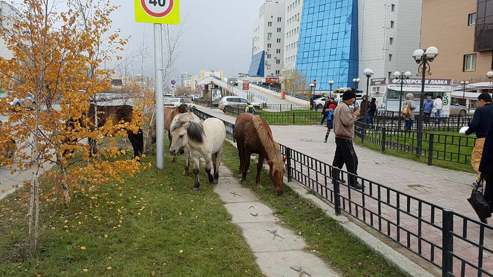 В Якутске для безнадзорных лошадей организуют «штрафстоянку»