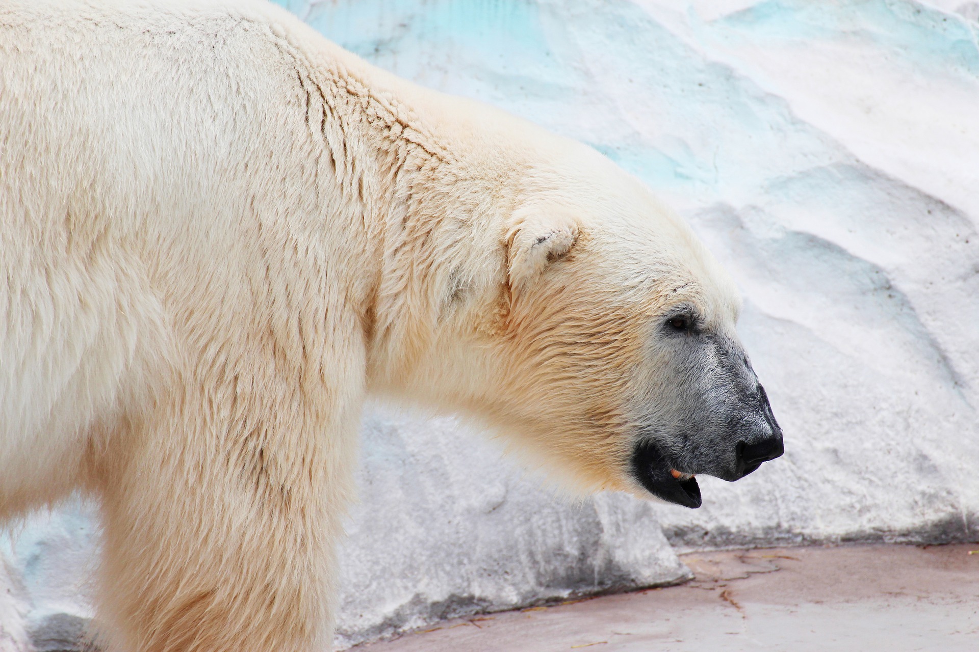 Чем может питаться и где обитать белый медведь? – GoArctic.ru – Портал о  развитии Арктики
