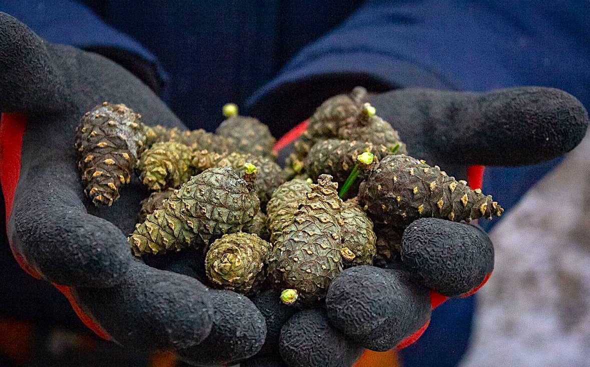 Шишки как национальное достояние и природный ресурс: в Карелии ведется заготовка семян для будущих лесов