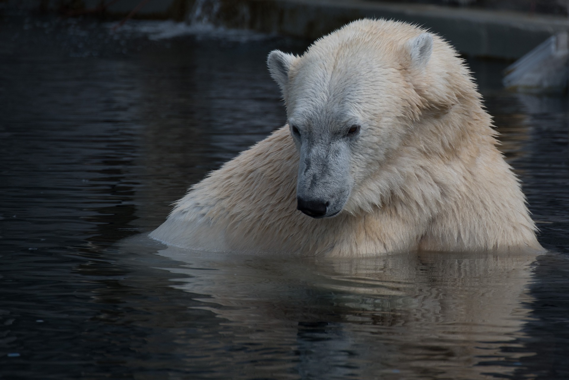 Программа РАН по изучению белого медведя позволит исследовать экосистемы Арктики