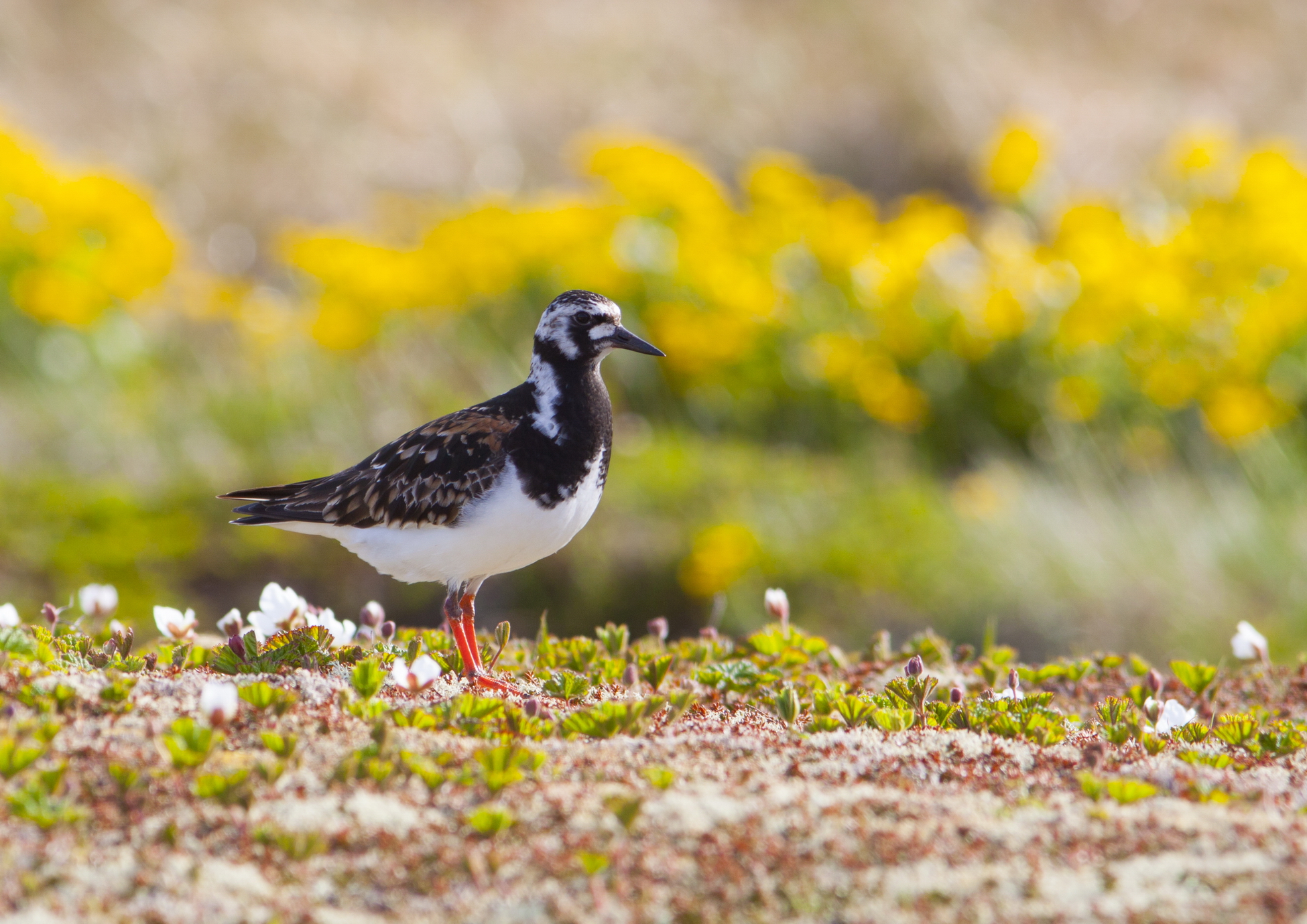 Орнитологи из дальних регионов провели учет 250 птиц в Пасвике