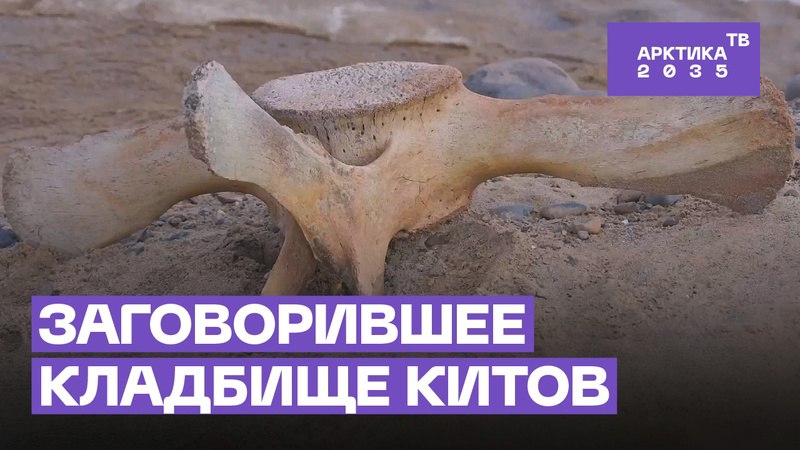 Что рассказали останки древних китов на Земле Франца-Иосифа Что рассказали останки древних китов на Земле Франца-Иосифа
