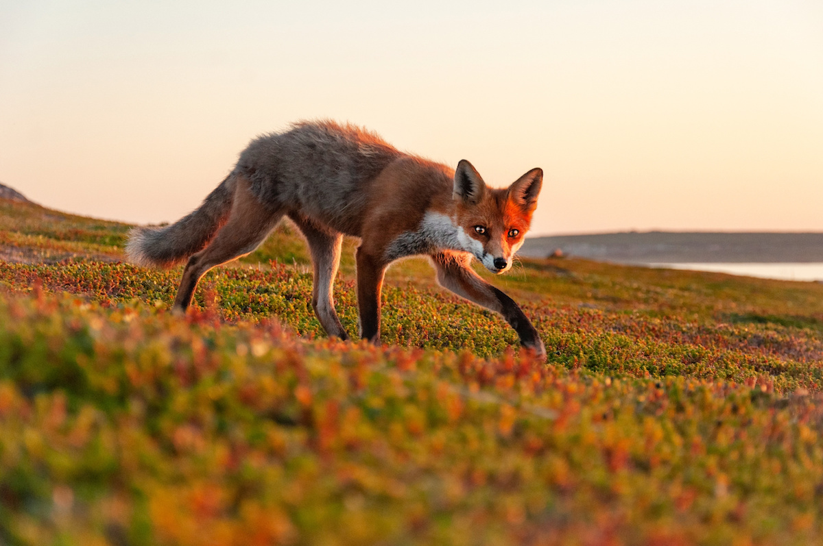 РГО объявило итоги Всероссийского фотоконкурса «Это наша страна», старт которого был дан в День географа – 18 августа