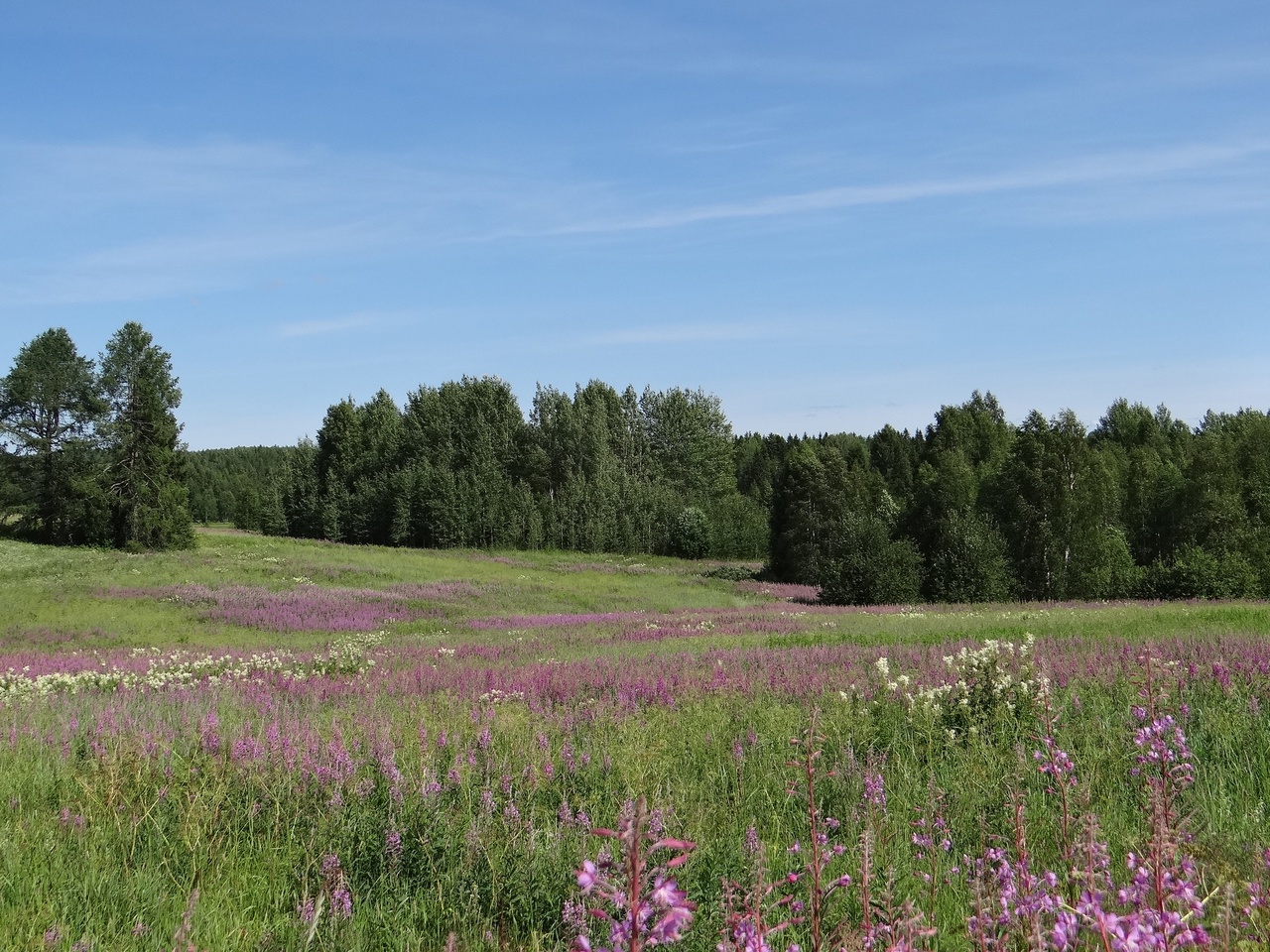 Луга Кенозерья стали предметом исследования ученых
