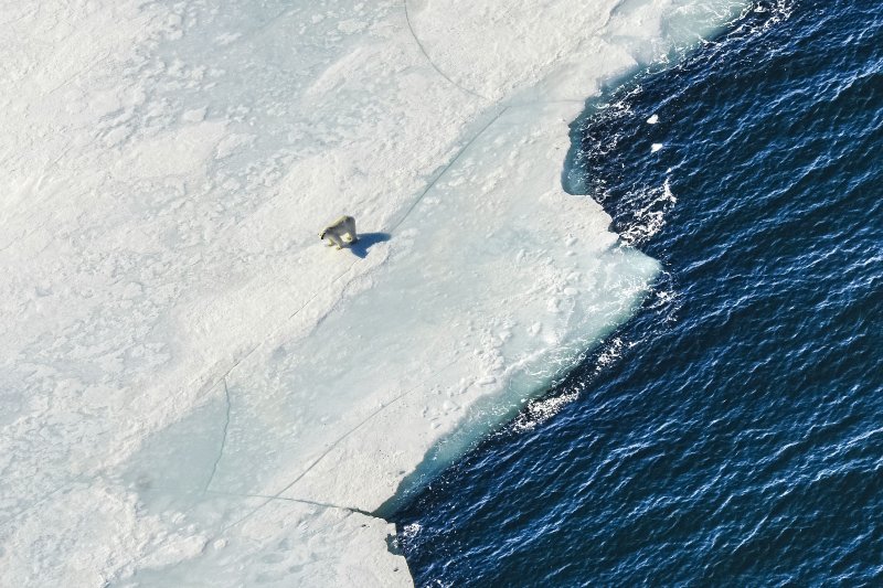 В Дарвиновском музее откроется фотовыставка по итогам экспедиции «Хозяин Арктики»-2021