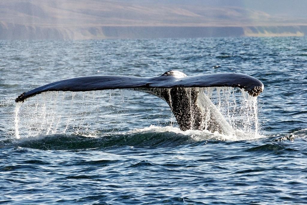 В Беринговом море повстречали 25 упитанных китов