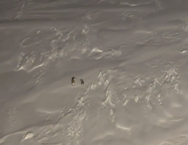 Штурманы ледокола «Урал» впервые зафиксировали на льду полярных волков