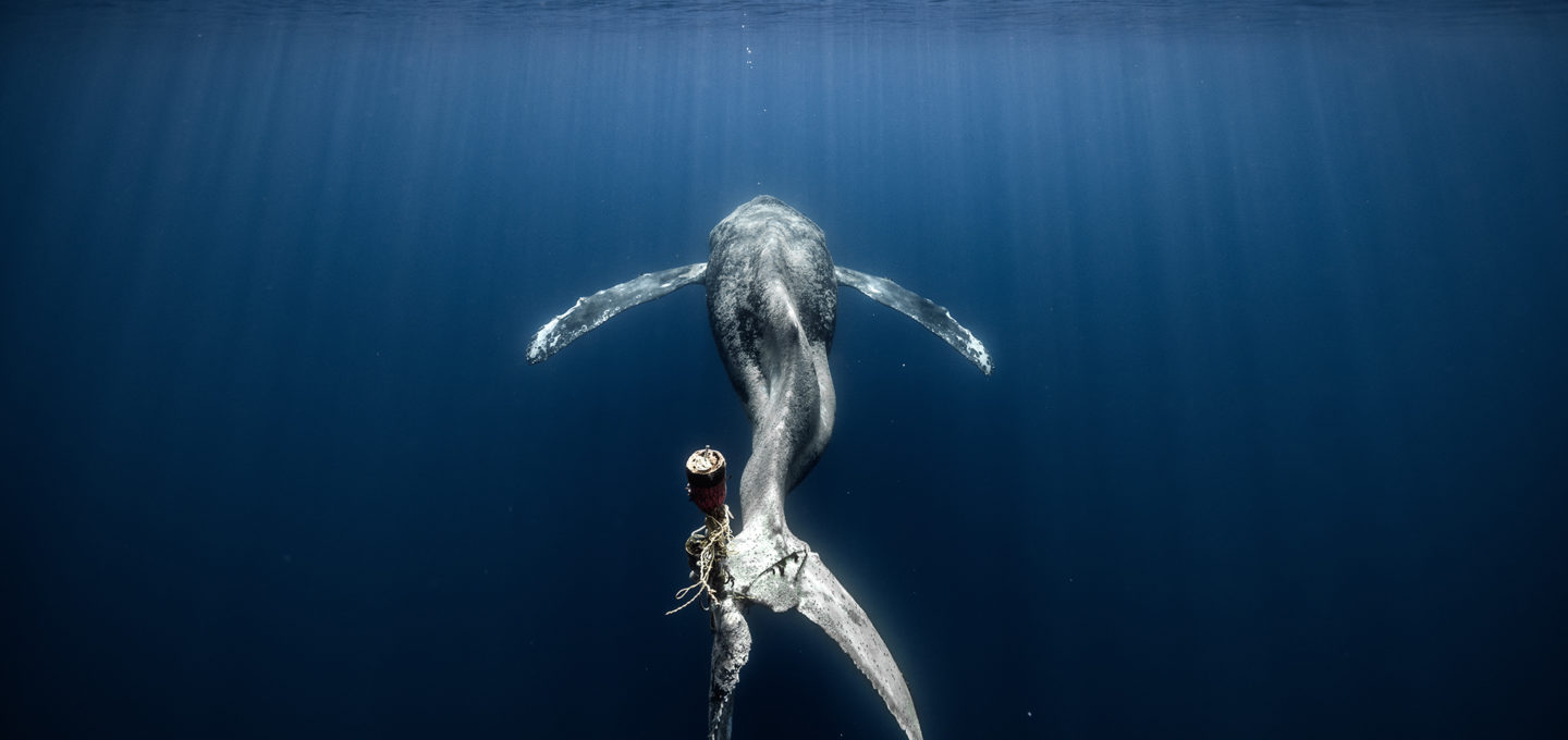 Среди победителей конкурса Ocean Photographer of the Year 2023 – кит, запутавшийся в канатах