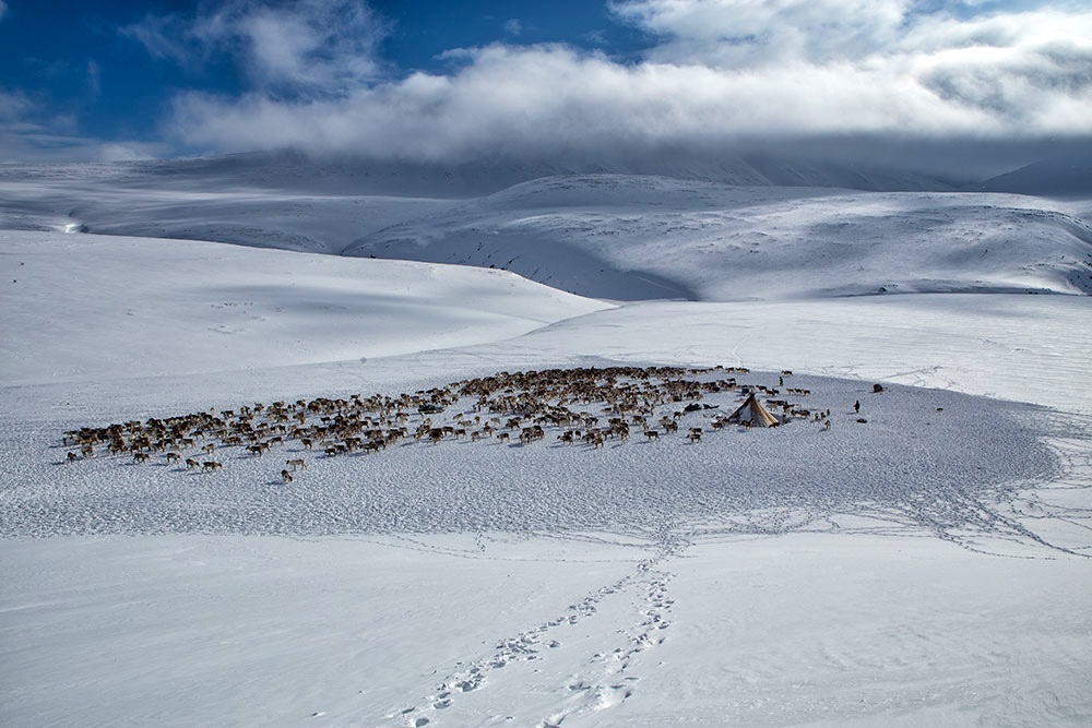 В ЯНАО, регионе-лидере по количеству домашних северных оленей, начинают массовый спутниковый мониторинг их маршрутов 